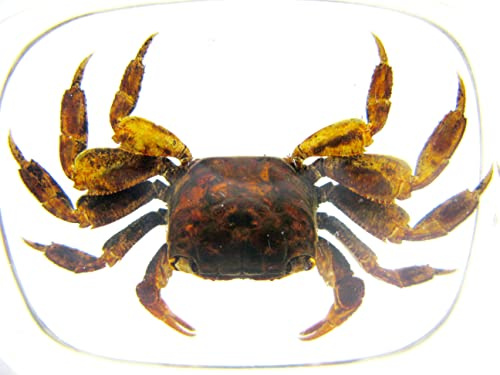 asiahouse24 In Kunstharz gegossene Schmetterlinge, Insekten, Skorpione und mehr. Briefbeschwerer, Icemountain, Nicht scharfkantig (Krebs)