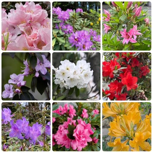 semi di rododendro, semi di azalee, esotici semi di da balcone resistenti Le da giardino sono 350pcs