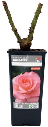 Rosal de Pie Bajo Rosa Una Joya Floral para tu Espacio Exterior
