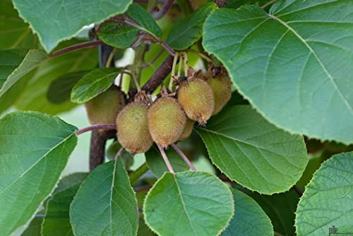 2er Set Kiwi 'Jenny' Selbstfruchtende Kiwi-Pflanze 60-100 cm