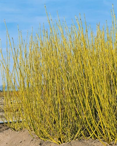 Gelbholz-Hartriegel Cornus stolonifera Flaviramea 80-100 cm winterhart | Auffallend gelbe Rinde im Winter, schnittvertraeglich, ideal für Beet und Ufer, robust und anspruchslos