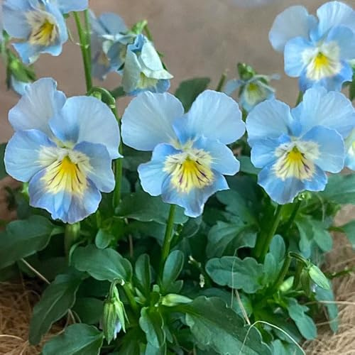 semi di viola del pensiero - decorazione da giardino vecchie varietà 150pcs