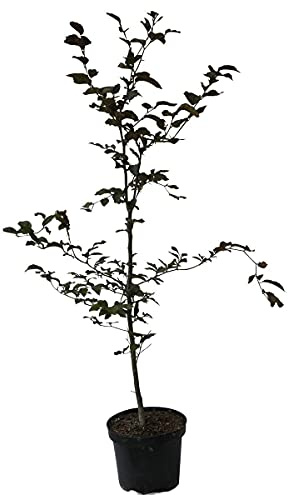 Blutbuche Fagus sylvatica purpurea rotes Laub ca. 80-100 cm 5 L Topfballen