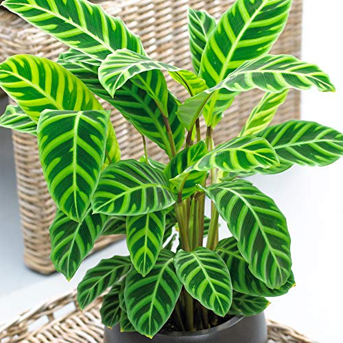 Calathea Zebrina | Decorative Indoor Plant | 30-40cm Potted Houseplant