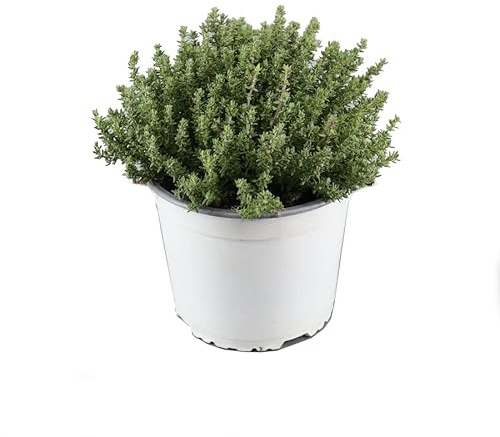 Planta de Tomillo | DECOALIVE | Planta Aromática Natural para Cocinar | Thymus Vulgaris