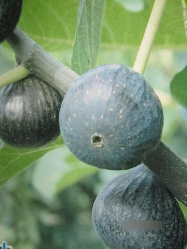Ficus carica Ronde de Bordeaux - Feige carica Ronde de Bordeaux - 40-60cm