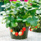 25 semi Temptation fragola