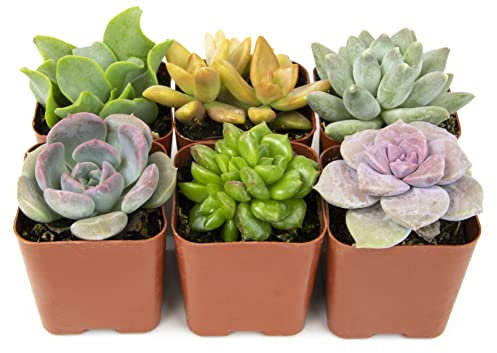 Plantas suculentas (paquete de 20) totalmente raídas en macetas con tierra | Suculentas en maceta real/decoración de cactus interior única por Plants for Pets (juego de 5)