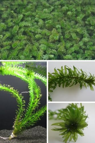 florari 5 Egeria densa/Dichtblättrige Wasserpest im Bund