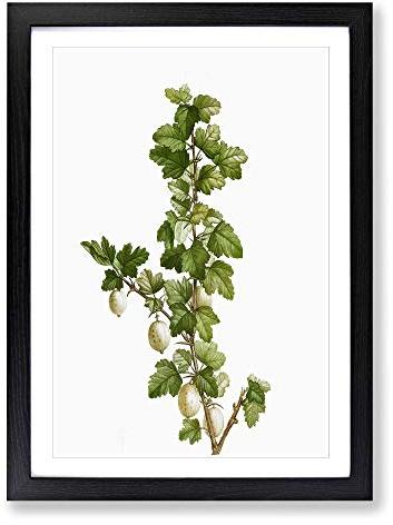 Big Box Art Gooseberry Bush by Pierre-Joseph Redoute Framed Wall Art Picture Print Ready to Hang, Black A2 (62 x 45 cm)