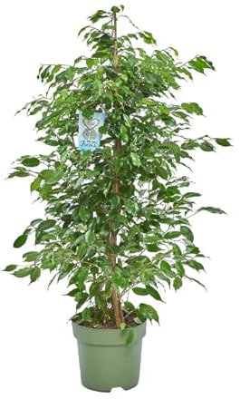 Ficus Benjamina Natural Árbol de Interior con Maceta de 17cm