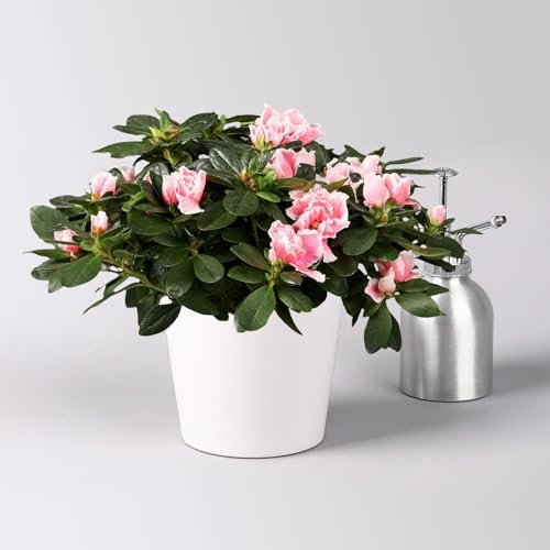 Azalee rosa-weiß, gefüllt, mit Keramiktopf Dallas weiß, Topf-Ø 12 cm