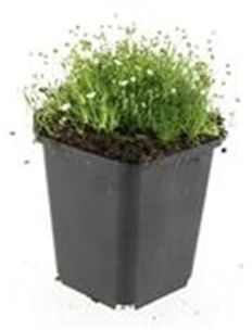 Bodendecker - Steingarten - Sternmoos - Sagina subulata - 9cm Topf - Set mit 20 Pflanzen