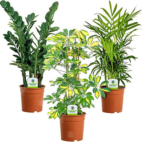 GardenersDream 3X Indoor Plants - Live Indoor Potted Plants for Home and Office- Schefflera Gerda, Zamioculca Zamiifolia and Chamaedorea Elegans House Plant - Gifts for Plant Lovers (30â€“50 cm)