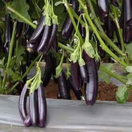 Plant World Seeds - Aubergine Black Sausage Seeds (Vegetable Seeds)