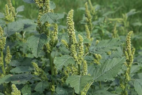 Zurückgekrümmter Fuchsschwanz oder Amaranth (Amaranthus retroflexus) Samen. (1000 Samen = 0,5g)
