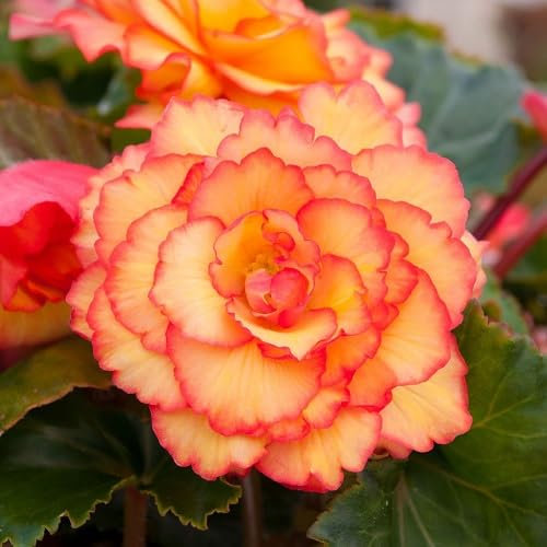 90 graines de fleurs de bégonia