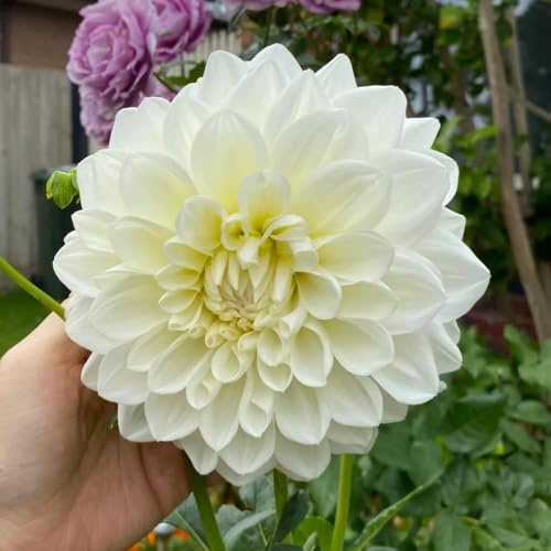 dahlien balkon garten blumenzwiebeln gartenblumen steingartenpflanzen winterharte kübelpflanzen blumendeko wildblumen balkonpflanzen winterhart pflanztopf pflanzendeko zimmerpflanze 3zwiebeln
