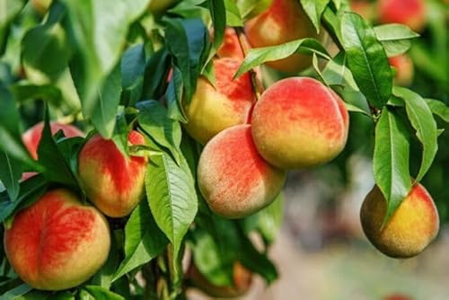 1st. South Haven Pfirsichbaum 120-150cm im Topf selbstfruchtend süße Sommerpfirsiche, Obstbaum, sichere Ernte im August – pflegeleicht, winterhart & ideal für Selbstversorger