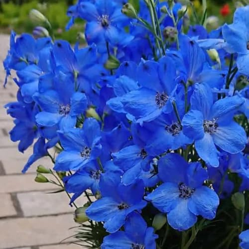 Semi di Delphinium, semi di come per gli ospiti Semi resistenti alle di Larkspur giardino semi di Le perenni sono perenni 200pcs
