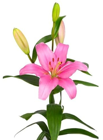 Lilium Planta de Interior Resistente y con Flores - Fácil de Cuidar
