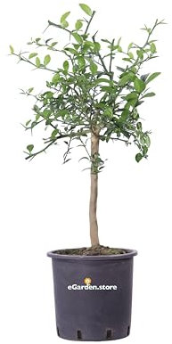 pianta di limone caviale albero nano di limone caviale pianta di limone caviale nano da mangiare pianta vera venduta da eGarden.store (rosa)