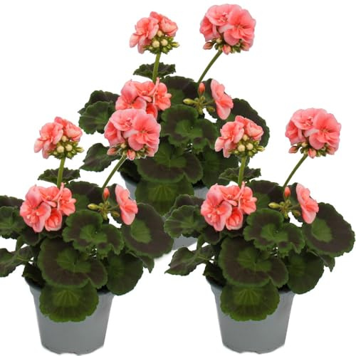 Géraniums debout - Pelargonium zonale - Pot de 12 cm - Lot de 3 plantes - Rose