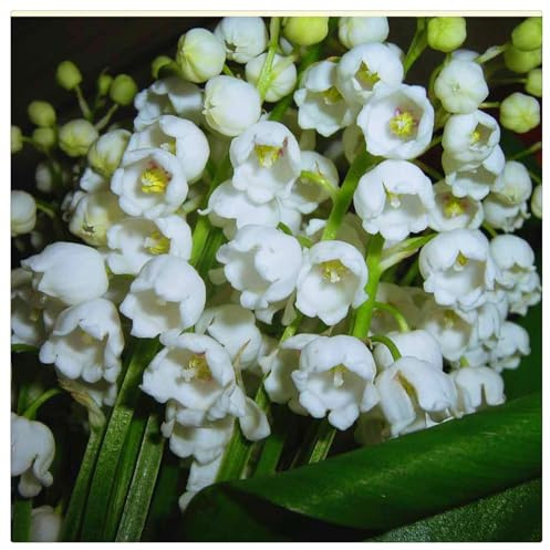 Bulbos de Lirio de los Valles - Ideal para Sombra Fresca - Campánulas Nacaradas y Fragantes - Follaje Lustroso y Elegante-20 Bulbos-H