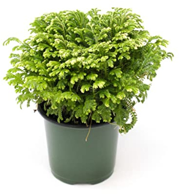 Planta Natural Rosa de Jericó - Planta Viva - Selaginella - Planta de la Suerte - Planta del Dinero