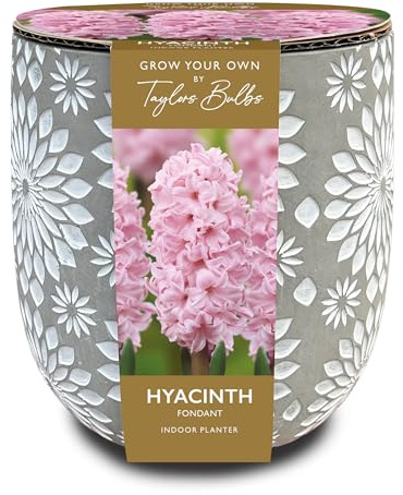 Taylors Bulbs AH79 Engraved Stone Pink Hyacinth Indoor Planter