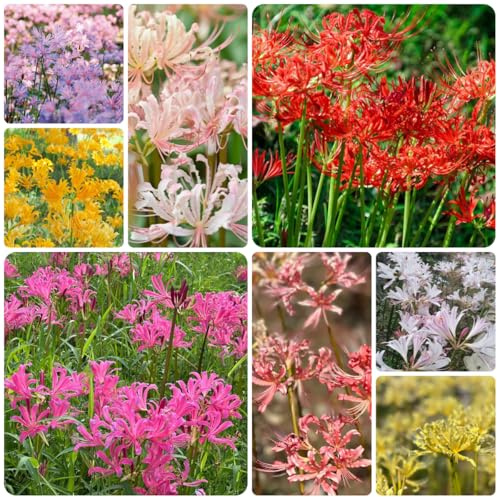 4bulbi di giglio ragno per luoghi soleggiati, giardino di sangue, bouquet autunnali, primaverili