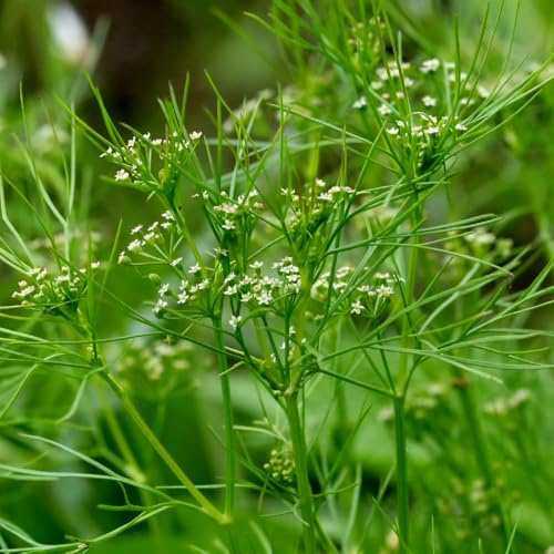 perifollo orgánicas cubrir el suelo sostenibles de invierno, Semillas de hortalizas orgánicas, resistentes al invierno. Cultivo hortalizas Jardín 150semillas