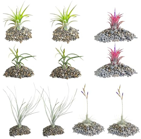 BROWN&GREEN Tillandsia - Plantas de Aire Natural - Tillandsias - Plantas de Aire - Tillandsia Planta Natural - Clavel del Aire - Planta - Plantas Aereas - Plantas Aereas Naturales (10, Mix)