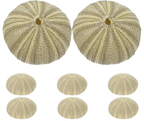 Artibetter Coquilles Naturelles D’Oursins Vertes 4-6 CM Lot de 8 Pièces – Décoration D’Oursins Accessoires de Bricolage Remplissage de Vase pour Aquarium et Décor de Plage