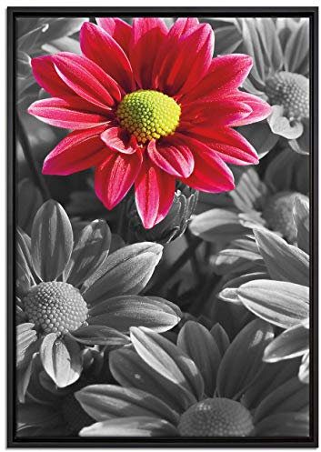 Pixxprint wunderschöner Chrysanthemen Strauß Leinwandbild 100x70 cm im Bilderahmen, Wandbild, Schattenfugenrahmen, Kein Poster