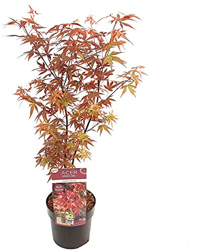 Bloomique - Acer Skeeter's Broom - Japanischer Ahorn - Rotes Laub - Gartenpflanzen - Winterhart - 60-80 cm Hoch - Topf 19 cm
