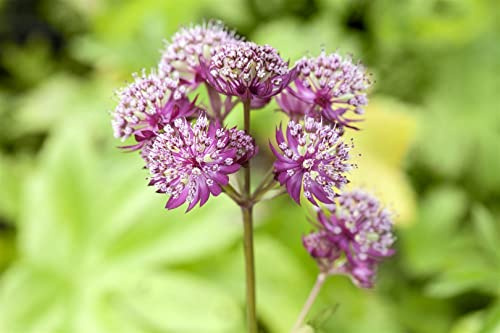 Astrantia major 'Primadonna' 11x11 cm Topf – Winterhart, Mehrjährig, Pflegeleicht – Sterndolde – Staude für Garten & Beet