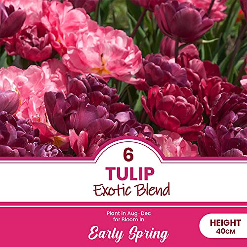 Tulip Bulbs - Mixed Tulips Collection - Spring Flowering Bulbs - Perennial - Ready to Plant - for Your Beautiful Garden (8 x Tulip Exotic Blend)