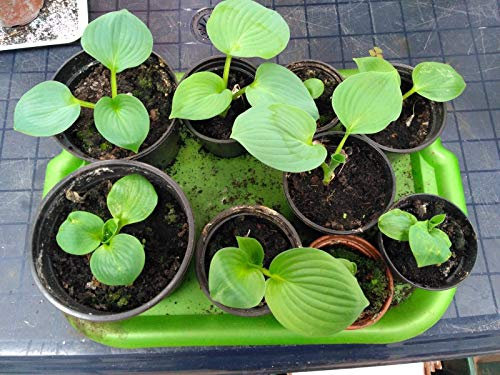 FASH LADY Semi Pacchetto: Hosta - Bressingham-Hosta Collection Solo Congleton