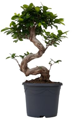 Plant in a Box - Ficus microcarpa Ginseng - S-Form Ginseng Baum - Topf 20cm - Höhe 55-65cm