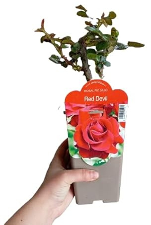 Rosal Perfumado Rojo en Maceta Arbusto Vivo con Floración Abundante en Tonos Surtidos