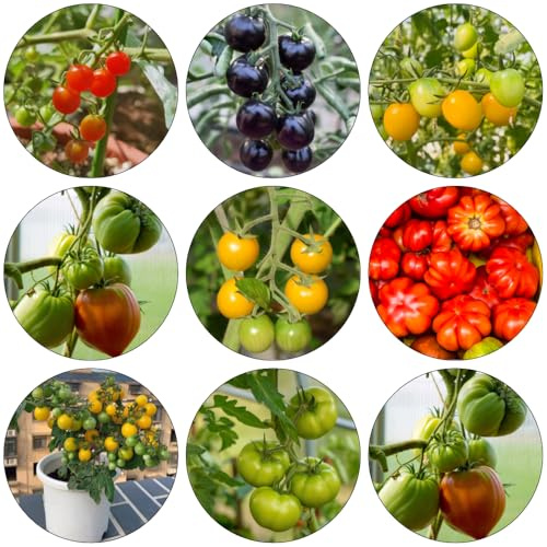semi di pomodoro semi di interni selvatici varietà tradizionali estremamente resistenti giardino 75pcs