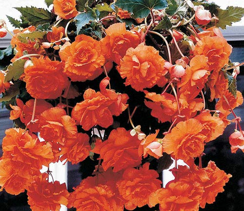 Double Hanging Basket Apricot Begonia Bulb, Start, Root, SeedsbulbsPlants&More