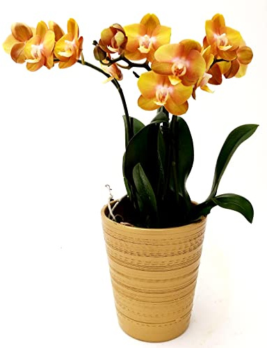 POWERS TO FLOWERS - ORCHIDEA PHALAENOPSIS BRONZE VENUS, IN VASO CERAMICA ORO, vaso 12cm, Pianta Vera
