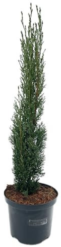 3 Stück Cupressus sempervierens 'Totem' 20-25cm von Intragarten | Säulenzypresse | Toskanische Zypresse | winterhart und immergrün im 9cm Topf