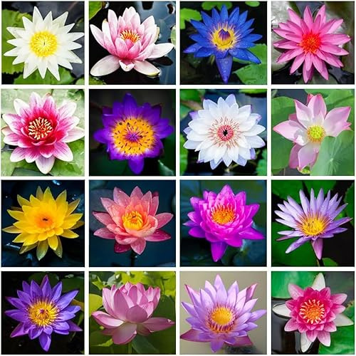 40+ Specimenti di Ninfea Nano, Pianta Acquatica Ornamentale, Ideale per Vaso Acquatico, Laghetto e Decorazione Giardino