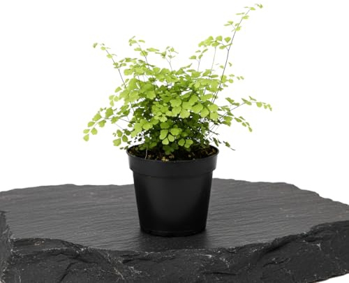 Adiantum Raddianum Fragrans Culantrillo de Pozo DECOALIVE | Planta Verde para Baño Luminoso, Maceta 14 cm, 35 cm