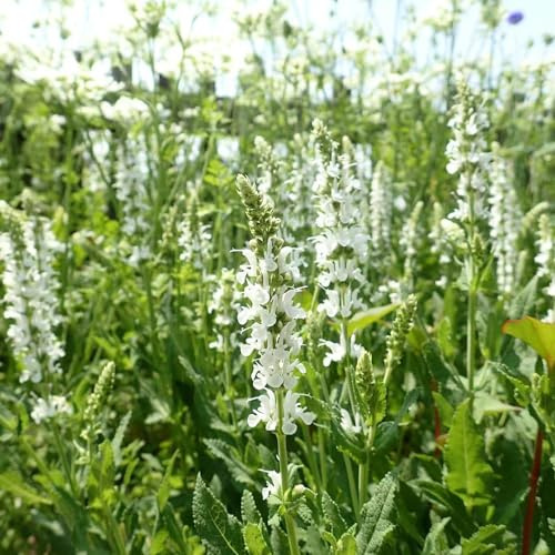 semillas de salvia variedades tradicionales interior decoración 600pcs
