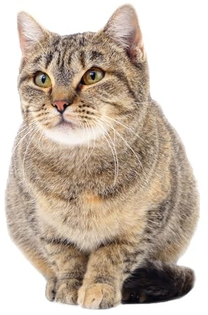 Fensterbild I Fenster-Aufkleber statisch haftend I selbstklebend wiederablösbar Katze lauernd - dv1148 | Selbstklebender Fensteraufkleber, statisch, wiederverwendbar, Motiv Katze
