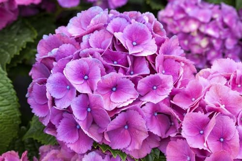 Gartenhortensie Hydrangea macrophylla Schöne Bautznerin 30-40 cm winterhart | Blütenpracht in Rosa oder Blau, halbschattiger Standort, ideal für Beet und Kübel, robuste Zierpflanze